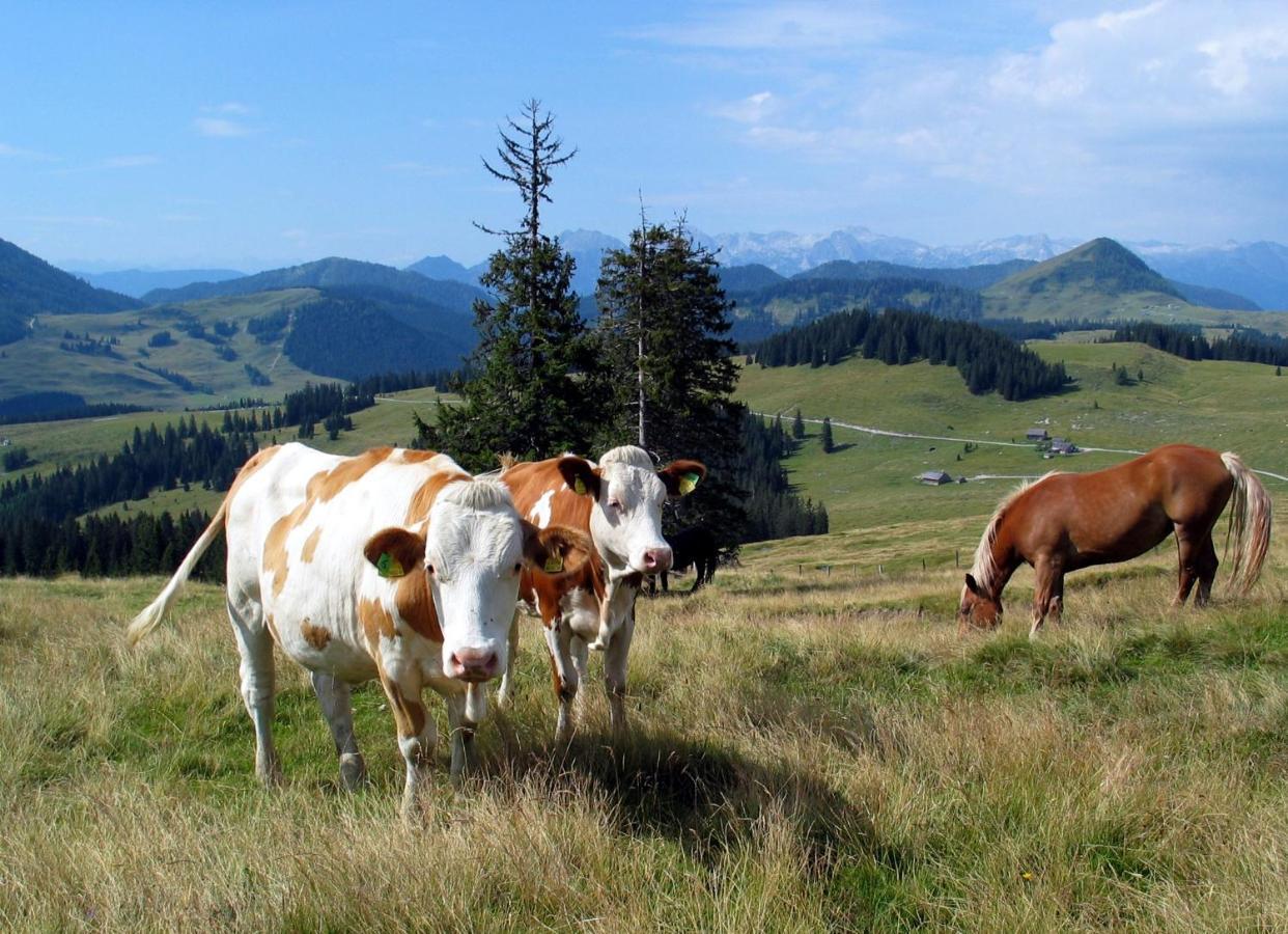 Apartmenthaus Waldhorn Saint Wolfgang Exteriér fotografie